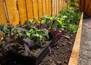 How to Improve Soil Quality: Gardening Tips for Every Backyard