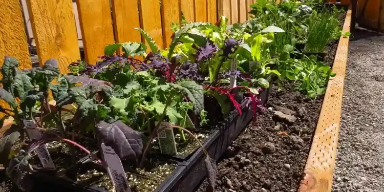 How to Improve Soil Quality: Gardening Tips for Every Backyard