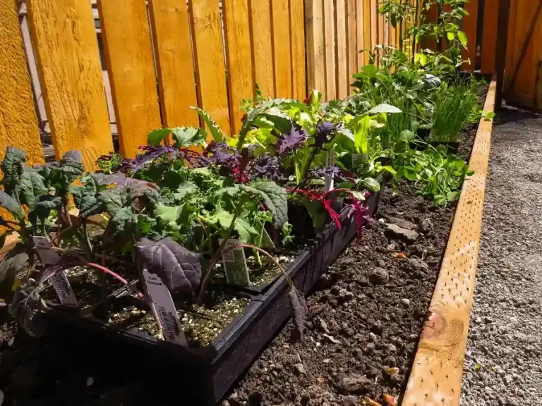 How to Improve Soil Quality: Gardening Tips for Every Backyard