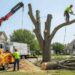 What Does a Certified Arborist Do? A Guide for Round Rock Homeowners