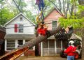 How to Choose the Right Emergency Tree Removal Service