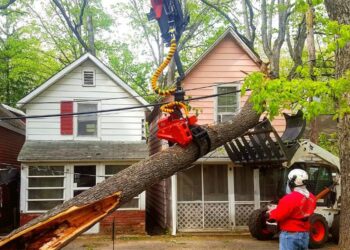How to Choose the Right Emergency Tree Removal Service