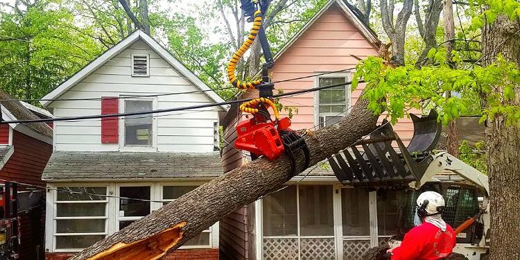 How to Choose the Right Emergency Tree Removal Service