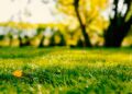Top 10 Lawn Care Mistakes to Avoid for a Perfect Lawn