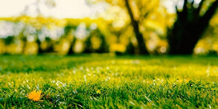 Top 10 Lawn Care Mistakes to Avoid for a Perfect Lawn