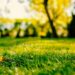 Top 10 Lawn Care Mistakes to Avoid for a Perfect Lawn