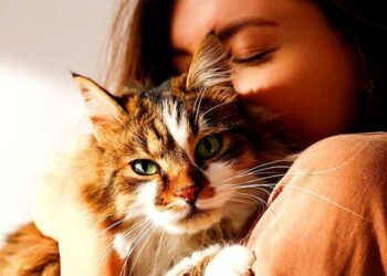 How Cat DNA Testing Is Changing the Way Pet Owners Understand Their Homes