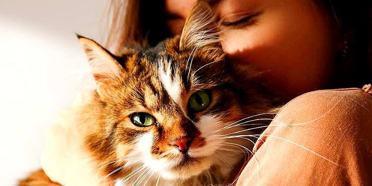 How Cat DNA Testing Is Changing the Way Pet Owners Understand Their Homes