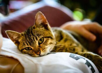 Why Every Animal Deserves a Safe Place to Call Home
