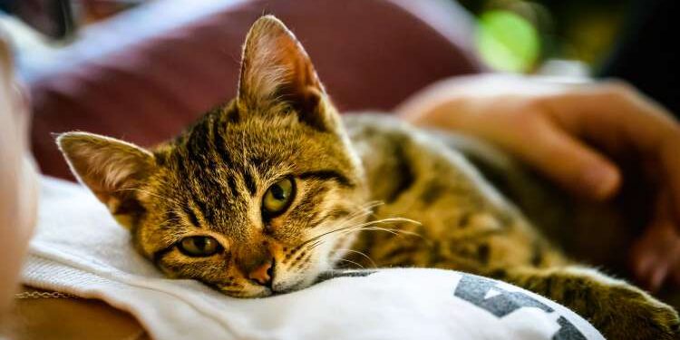 Why Every Animal Deserves a Safe Place to Call Home