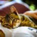 Why Every Animal Deserves a Safe Place to Call Home